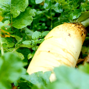 เมล็ดพันธุ์ ผักกาดหัวอาก้า (ถุงใหญ่)