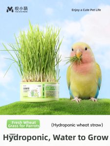 YUEXIAOMENG | Parrot Fresh Wheatgrass Feed