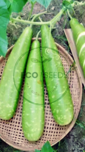 [EcoSeeds] Hạt Giống Bầu Sao Trái Dài F1 Nam Việt - Cây Khỏe Trái Dài 50-55cm - Gói 10 Hạt