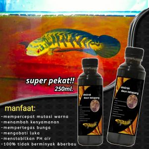 Ekstrak Daun Ketapang Laut super pekat