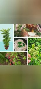 Cây cà ri Ấn Độ lá thơm lấy lá nấu ăn ướp gia vị nướng xào quay tăng hương vị cho món ăn tặng phân bón Minh Hân Garden