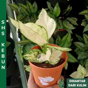 Aglaonema Super White Live Indoor Plant Pokok Bunga Hidup Pokok Hiasan Dalam Rumah SHS Kebun