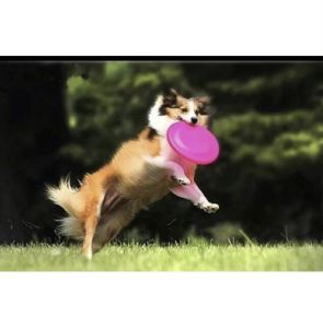 [Hoàn tiền 10%] Đĩa Bay Huấn Luyện Chó Rèn Luyện Trí Tuệ Tăng Nhạy Bén Cho Cún 17cm