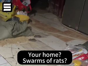 🐭The ceiling rats are running away🐭 Rat repellent gel Mouse repellent Penghalau tikus Natural ingredients safe to repel rats mouse killer racun tikus paling kuat perangkap tikus mouse trap 老鼠驱赶药