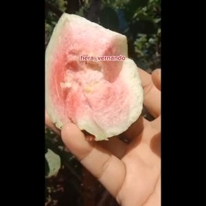 Bibit Jambu Kristal Tanpa Biji Super Okulasi