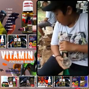 Hormon Kacer Vitamin Penggacor Burung Kacer Doping Kacer Vitamin Burung Kacer Penggacor Burung Kacer Doping Burung Kacer Konslet Vitamin Burung Cepat Gacor