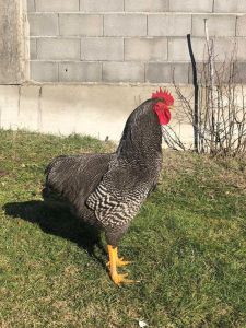 TELUR FERTIL AYAM PETELUR HANDAL BARRED ROCK ORI UNTUK DI TETASKAN