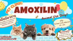 AMOCILINทางเดินหายใจ ทางเดินอาหาร แผลฝีหนอง