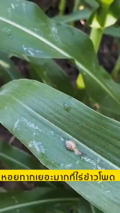 🐌เห็นผล100% หอยทากไม่เกิดซ้ำ🐌 ยาฆ่าหอย เข้มข้นสุดๆ เมทัลดีไฮด์ 20กรัม ผสมน้ำได้ 30 ลิตร เท่ากับเมทัลดีไฮด์ธรรมดา 1 กก. 3