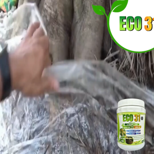 Phân Bón ECO31 – Bung Rễ Mạnh Đi Đọt Nhanh Xanh Cây Dày Lá – Hũ 500g