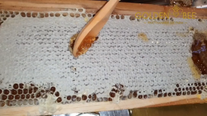 Honey Comb with Frame 🐝รวงผึ้งแบบคอน แบรนด์ Golden Bee