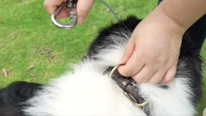 Dog Leash pet leash steel dog leash durable anti-bite dog chain rust-proof durable steel wire training