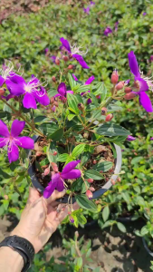 ม่วงมงคล หรือ ต้นโคลงเคลง Tibouchina-Glory Bush Melastoma Indian Rhododendron