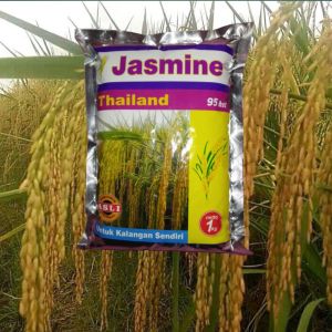 Benih Padi Jasmine Thailand Asli bibit padi tailan original netto 1 kg