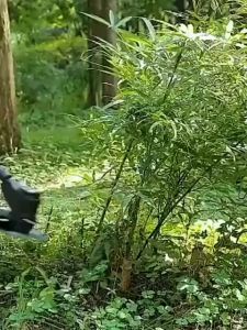 เครื่องตัดหญ้าไฟฟ้า ราคาที่สุด การรับประกัน เครื่องตัดหญ้าไฟฟ้า PINSEN