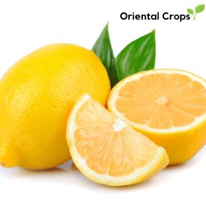 70 pcs. dahon ng lemon citrus fruit garden plant