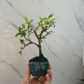 Cây mai chiếu thủy siêu mini kèm chậu bát Tràng. 