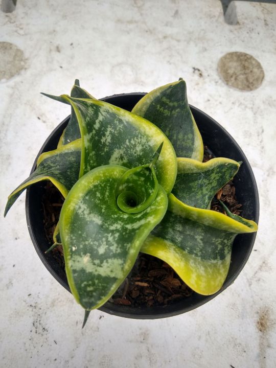 Lyudmila, fohisha, Nikolaev