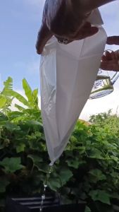 ถุงห่อฝรั่งผลไม้ เจาะ 3 รูสีขาวขุ่นกรองUV ไม่ต้องห่อกระดาษ ขนาด 6x14เจาะ 3 รู 1แพ็ค