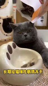 Freeze Dried Quails Premium Cat Treats / Pet Supplements / Meat Dog / Cat/ Pet (Wet / Dry / Supplement / Treat)