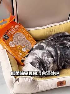 Whycat | Cát Vệ Sinh Mèo Chống Khuẩn Khử Mùi 20jin