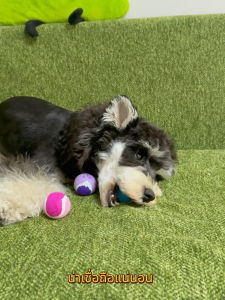 【Roroarrr】ลูกบอลเคี้ยวที่เป็นมิตรกับสิ่งแวดล้อมและทนทานด้วยซับในยางธรรมชาติและผ้าเสริมแรงเหมาะสำหรับการฝึกสุนัขและทำความสะอาดฟัน และง่ายต่อการทำความสะอาดที่ทนทานยังเหมาะสำหรับแมวและสัตว์เลี้ยง