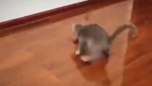 Cat toy ball Rainbow Chewing Interactive Ball Teething Toy