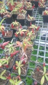 Cây nắp ấm mini nắp ấm phong thủy hàng thuần làm terrarium bán cạn trang trí