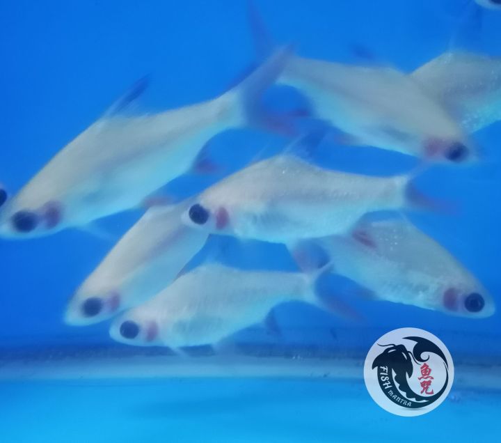 LAMPAM PANDA FISH/LIVE FISH /IKAN HIASAN /ORNAMENTAL FISH