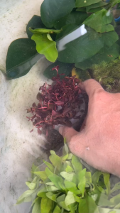 Một Chậu Tân Đế Tài Hồng Cắm Sẵn - Cây Thủy Sinh Bể Cá Cảnh