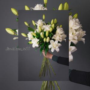 Wishout shop ดอกลิลลี่(จริง) ดอกลิลลี่สด ดอกลิลลี่จริง จำนวน 1 ช่อ มี 3 ดอก ดอกไม้แทนความรักอันบริสุทธิ์ มีให้เลือก 2 สี ชมพูและขาว