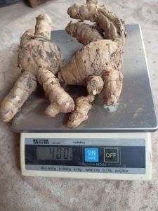 ว่านมหาเมฆ สำหรับปลูก400กรัม100บาท ปลูกได้กินได้ มหาเมฆ