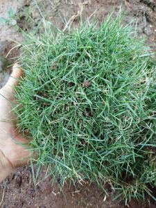 MURAH!! 1 lempeng rumput jepang / japan / peking berkualitas baik