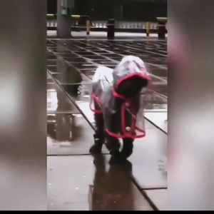 Jaket Hujan Premium untuk Anjing & Kucing: Jas Hujan Transparan untuk Hewan