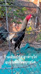 ชุดเลี้ยง IBD ลำปำ 15 วัน อย่าละ 15 เม็ด ( รวม 45 เม็ด ) สำหรับไก่ชน