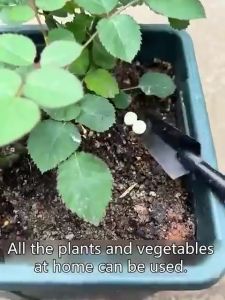 【Local Warehouse】200 Tablets Insecticide for Vegetables Fungicide for Plants Organic Pesticides for Plants Pesticides and Insecticides Pest Control for Plant Pesticide for Vegetable Plant Effect for 120 Days