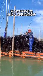 สาหร่าย วากาเมะ แห้งอัดก้อน แห้งอบแห้ง บีบอัดวากาเมะ 22g สาหร่าย กะหล่ำ ปลี ทะเลอาหารทะเล เย็นผสม เชื้อรา ถูกกำหนดออกมาจาก Fasimiyu