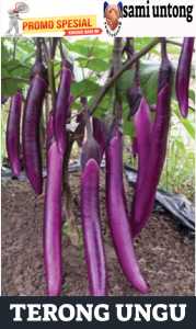 BAYAR DITEMPAT!!! BIJI BENIH TERONG UNGU LEZATA f1 benih unggul terong ungu panjang