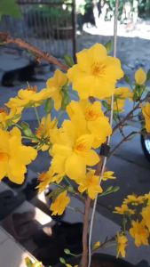 Phân bón hữu cơ Siêu Hoa Mai chuyên cho cây mai vàng cây kiểng bonsai Bịch 700g