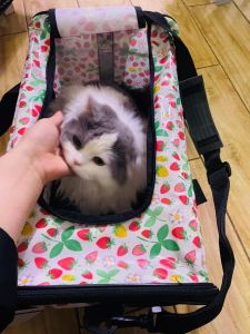 Edenpetz Dog Cats Carrier Transport Bag Foldable Travel Handbag Fashion Transparent Puppy Carrying Mesh Shoulder Pet Bags