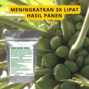 Pupuk Booster Carica Pelebat Organik Cepat Berbuah Lebat Besar Anti Rontok Pembesar Carica