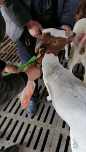 100Pcs Goat ear tag set (Ear tags marker applicator+001-100 Numbered livestock ear tags) for cattle cow pig goat sheep