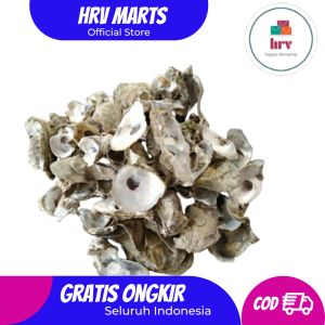 Kulit Kerang Cangkang Oyster Media Filter Kolam 1 kg