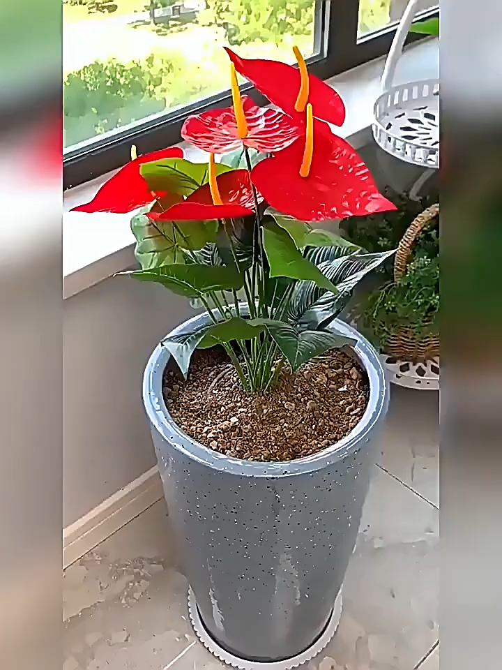 Auto Plant Self Watering Device Slow Release Watering System Automatic Device Bottle Watering TOLUS
