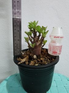 ต้นชวนชม DDC+กาละแมร์ สายพันธ์อราบิคั่ม  (Arabicum) ดอกสีชมพู