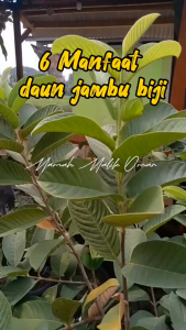 1 KG DAUN JAMBU BIJI SEGAR / 500 GRAM DAUN BIJI KLUTUK SEGAR