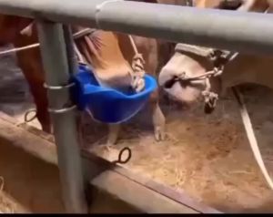 Máng uống nước tự động cho trâu bò dê gia súc... Hàng nội đại Trυng rất bền . GUMBO ( hàng đảm bảo )