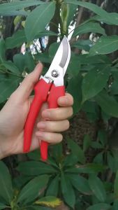 Kéo cắt cành kéo tỉa cây chính hiệu SANDA Nhật Bản kéo tỉa cành bonsai cây cảnh cây ăn quả lưỡi kéo sắc vĩnh viễn bảo hành 5 năm