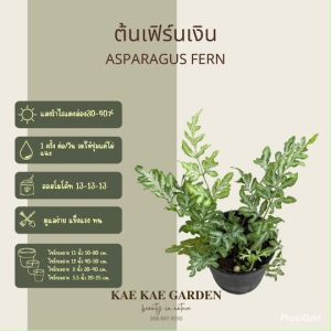 ต้นเบญจมาศเงินต้นเบญจมาศเงิน หรือ แอหนัง ไม้แห่งความรุ่งเรือง โชคลาภ