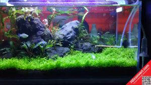 LAMPU Aquascape 30-60 cm RECENT RCG 10.000K